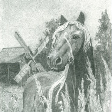Штрихи к портрету лошади