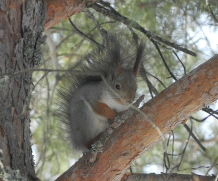 На фотографии белка с пушистым хвостом сидит на толстой ветке сосны